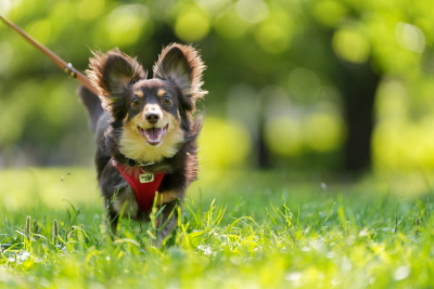 小川晃代の写真講座 愛犬ポートレート撮影