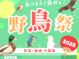 あつまれ！鳥好き 野鳥祭2025