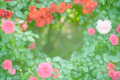 わたなべももの写真講座