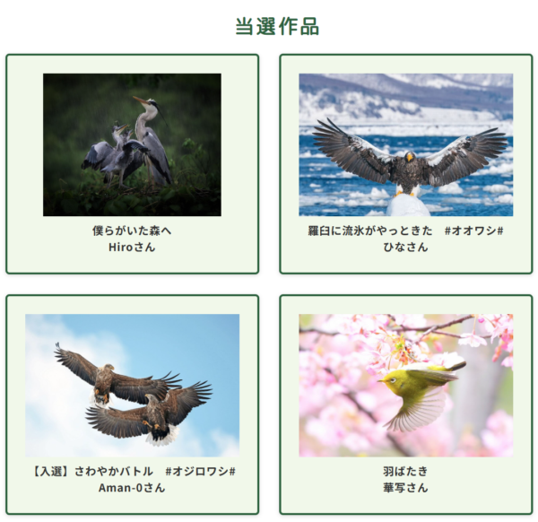 あつまれ！鳥好き 野鳥祭2025 結果発表