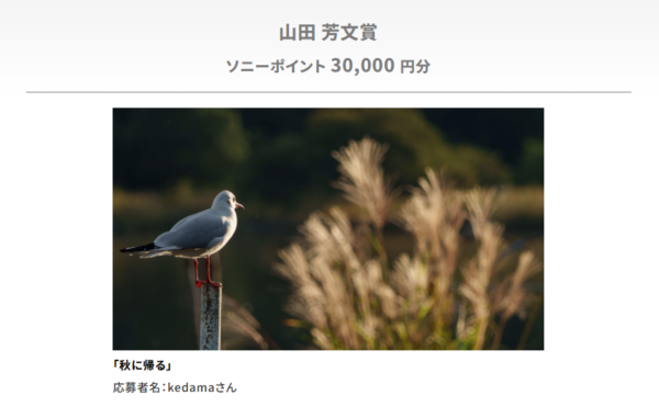 ソニーオープンコンテスト 野鳥フォト&ムービーコンテスト2025 結果発表