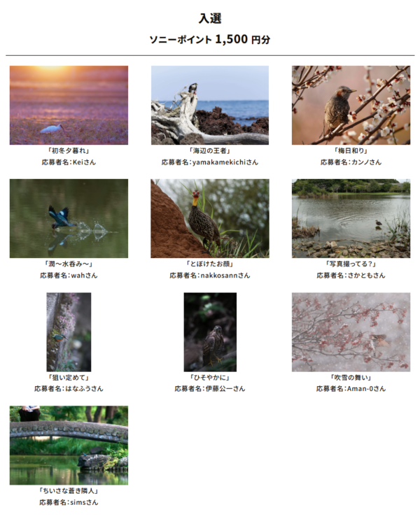 ソニーオープンコンテスト 野鳥フォト&ムービーコンテスト2025 結果発表