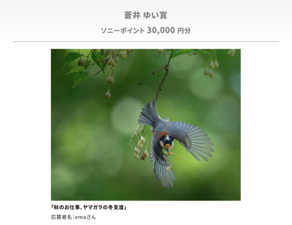 ソニーオープンコンテスト 野鳥フォト&ムービーコンテスト2025 結果発表