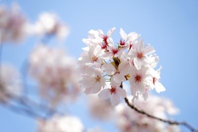 αアカデミー 2026年3月 講座