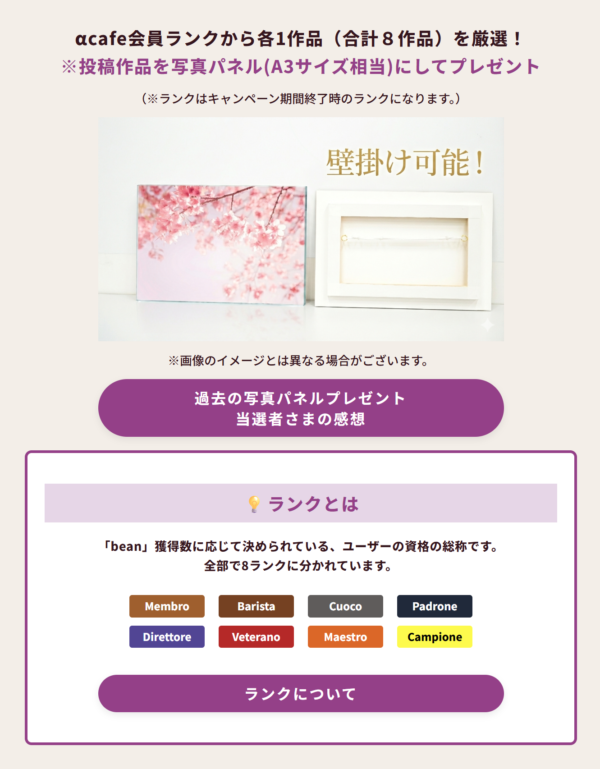 αcafe みんなで春のお花を投稿しよう!フラワー フェス2026