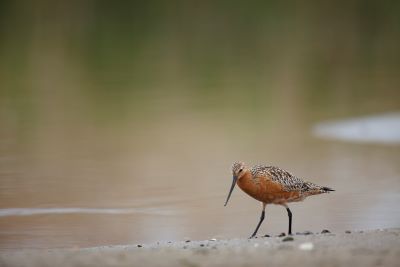 山田芳文の写真講座 船橋三番瀬で水辺の野鳥を撮る、動画にもチャレンジ