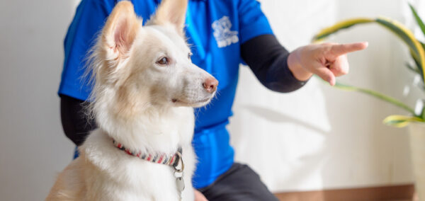 アニマルタレント 映画