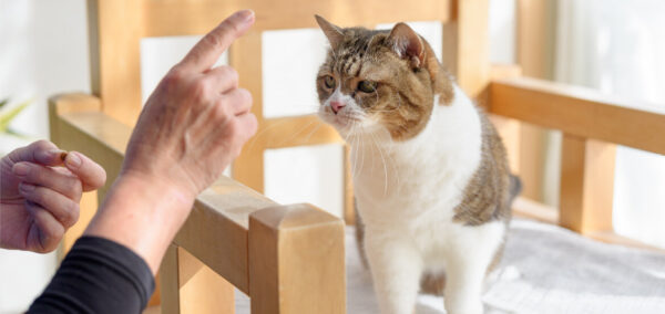 アニマルタレント 映画