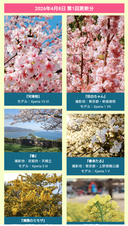 Xperia Lounge 春 写真 投稿