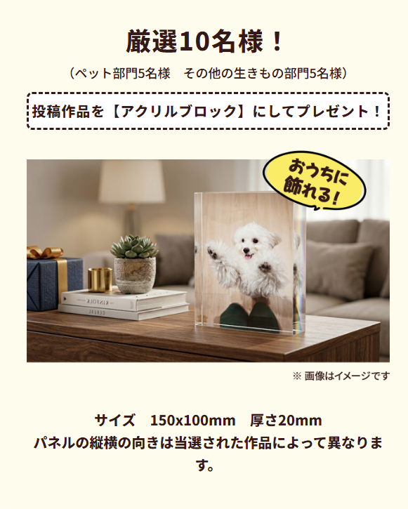 αcafe 生きものフォト&ムービー プレゼント