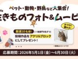 αcafe 生きものフォト＆ムービー