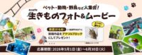 αcafe 生きものフォト＆ムービー