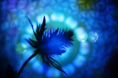 わたなべももの写真講座 花遊び「キラキラ編」