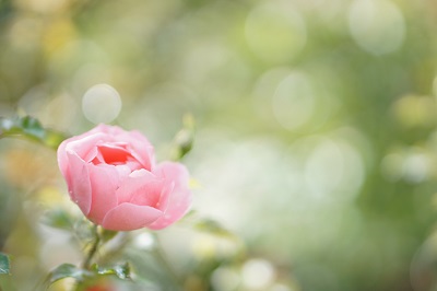 花の撮り方